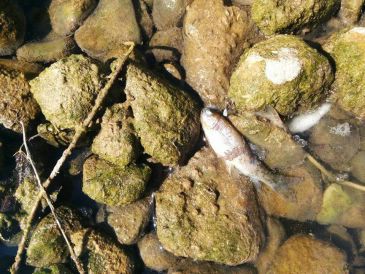 Sostenibilidad identifica la sustancia que causó la mortandad de peces en el río Mijares