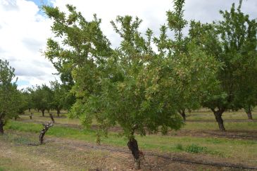 Denuncian la retirada “unilateral”de la ayuda estatal a los frutos en cáscara