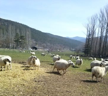 El Gobierno de Aragón aumentará en dos millones de euros la ayuda a la ganadería extensiva en 2018