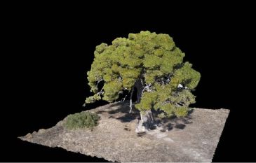 El Gobierno de Aragón lanza un archivo web para ver los Árboles Singulares de la provincia en 3D