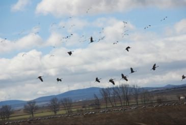 Las grullas vuelven a la Laguna de Gallocanta en su ruta migratoria tras la ligera recuperación de los niveles de agua