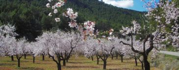 Uaga tilda de “tomadura de pelo” la decisión de no ejecutar la ayuda a los frutos secos