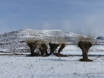 El II Congreso Europeo de árboles trasmochos apunta al agroforestalismo