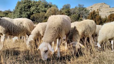 Los ganaderos de ovino reciben 11,5 euros por animal correspondientes a la PAC del 2017