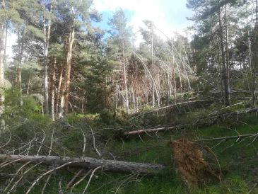 El Ayuntamiento de Orihuela del Tremedal afronta en solitario la limpieza de los pinos caídos por la nevada