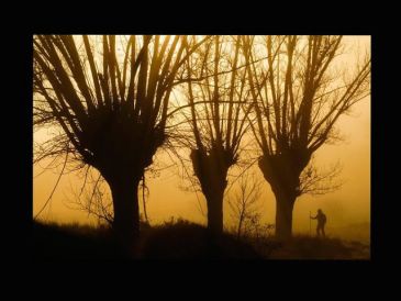 El CEJ convoca el V concurso de fotos del Chopo Cabecero