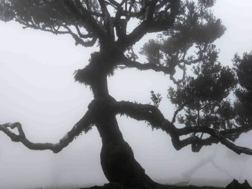 El turolense Pedro Javier Pascual expone ‘El bosque de los sueños’ en La Fonda