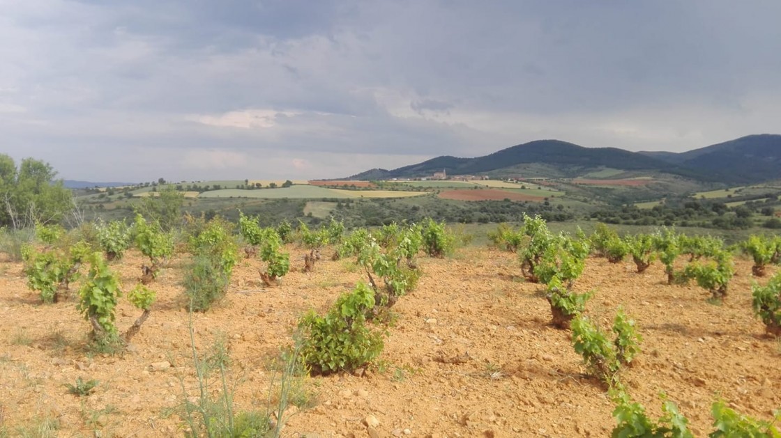 Paisajes del Jiloca anima a apadrinar viñas en abandono para renacer el cultivo