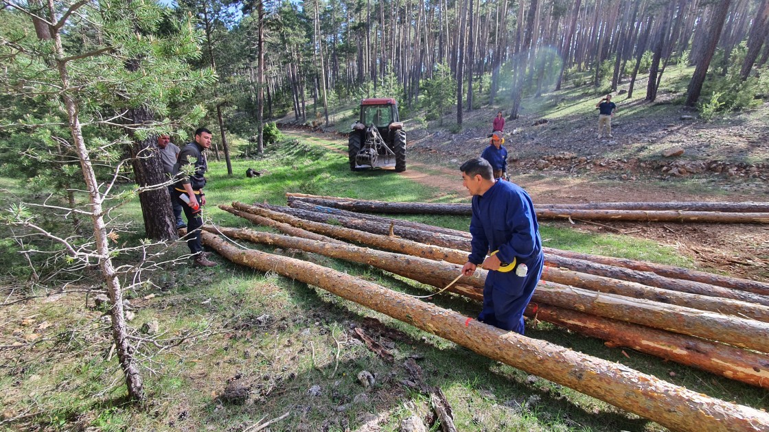 Un estudio quiere revalorizar los pinares de Orihuela y Orea y crear mayor valor añadido