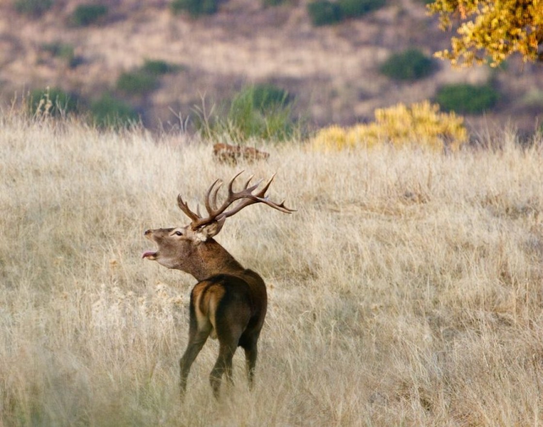 Arranca la temporada de las visitas guiadas a la berrea de los ciervos en la Sierra de Albarracín