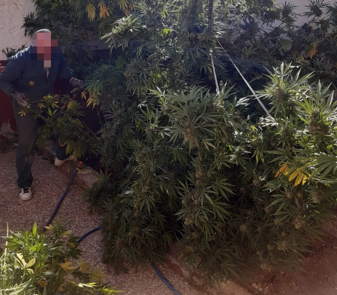 La Guardia Civil de Teruel detiene a una persona por presunto delito contra la salud pública por cultivar marihuana en Escucha