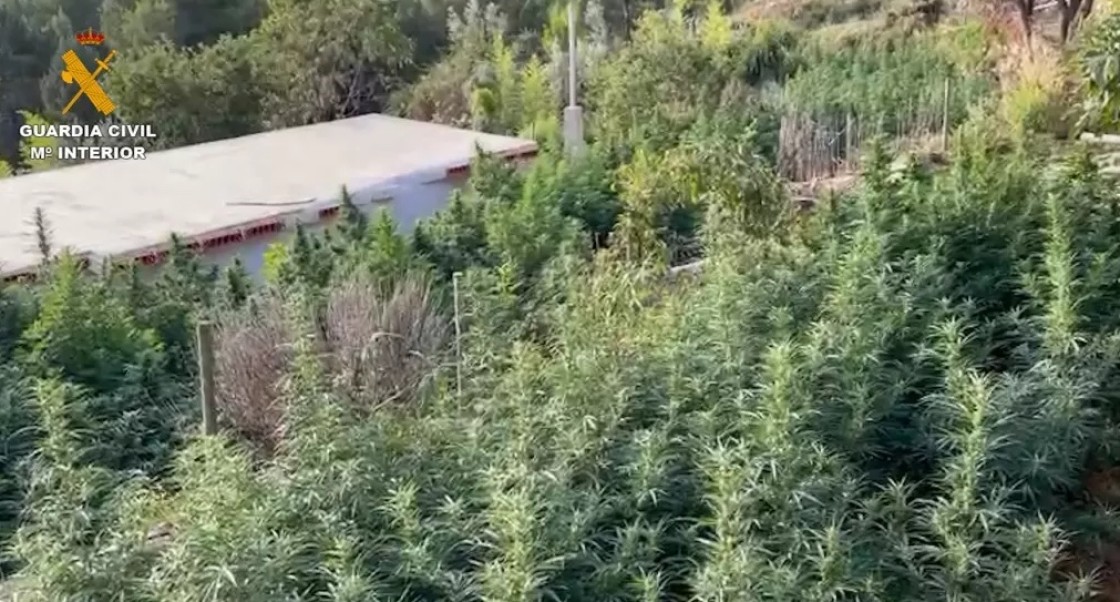 Detenido un  joven cuando acondicionaba una plantación de marihuana desmantelada para retomar su cultivo entre Cabra y Mora de Rubielos