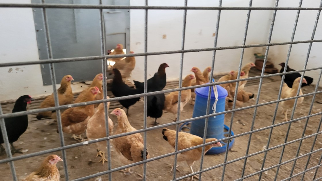 La candidatura de la gallina serrana de Teruel se atasca en el comité de razas