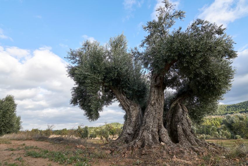 El Matarraña incorpora los olivos centenarios a su oferta cultural y turística
