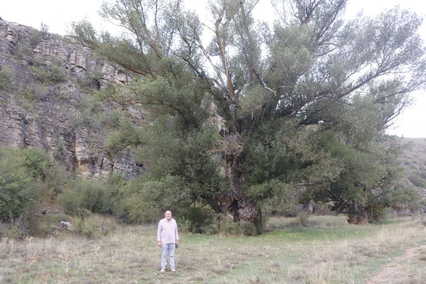 El chopo cabecero de Perales, un árbol singular de 200 años que será un reclamo turístico