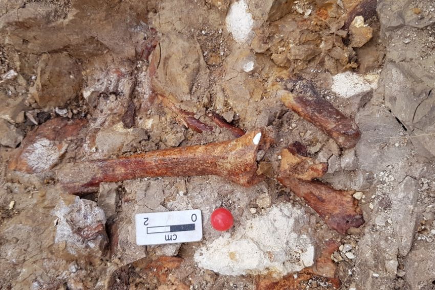 Localizan  nuevos fósiles de mamíferos que vivieron hace cuatro millones de años cerca de la capital turolense
