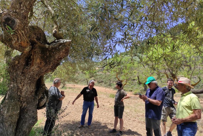 Buscan variedades autóctonas de olivar para conservarlas en un banco de germoplasma