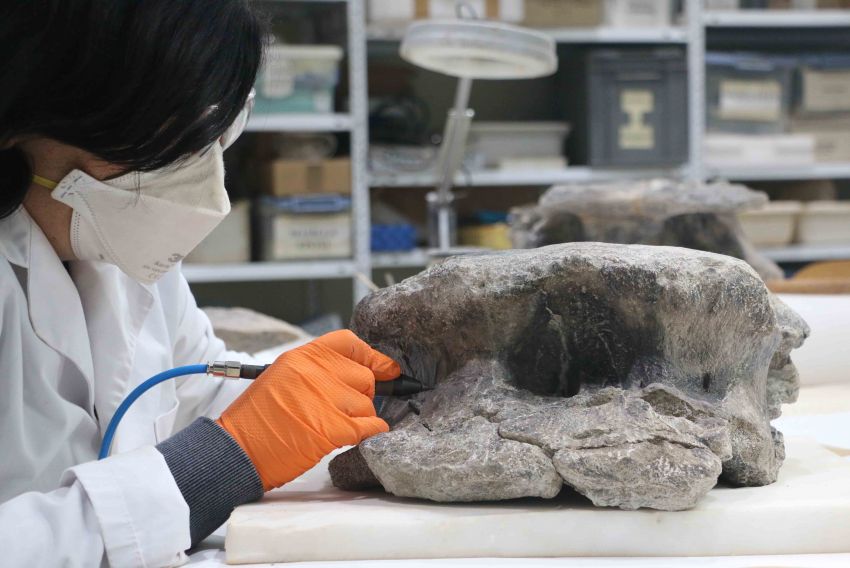 Las excavaciones paleontológicas de la Fundación Dinópolis en Riodeva sacan a la luz otro gran dinosaurio