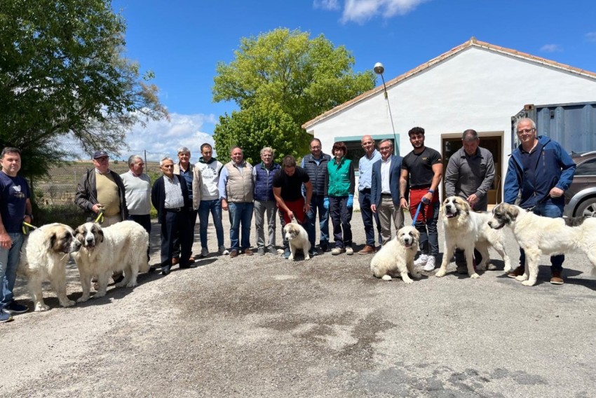 La Diputación de Teruel entrega las primeras crías de mastín del Pirineo de su programa de reproducción