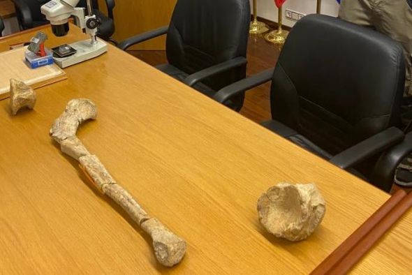 El dinosaurio de Ejulve excavado en 1966 por Bernard Defaut vuelve a Teruel medio siglo después