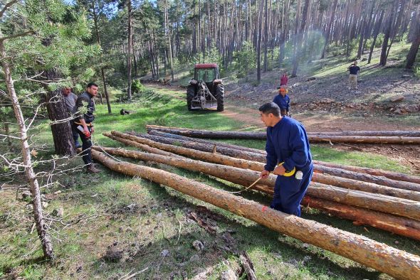 La calidad de los pinos de los Montes Universales hace que su explotación maderera sea viable