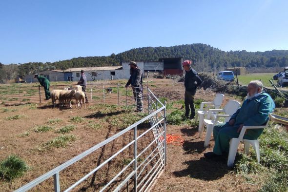 Pastores del Bajo Aragón, de Teruel, Valencia y Huesca se forman en el manejo de las ovejas con perros dela raza Border Collie
