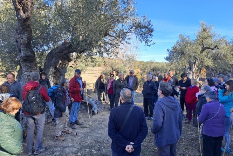 El Bajo Aragón celebra el Día del Olivo a la sombra de su ejemplar más viejo: 1.044 años