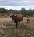 Nace en el parque de fauna de La Maleza de Tramacastilla el primer tauro de España