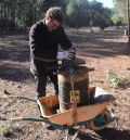 Un nuevo productor asegura la explotación de la resina en los pinares de Rodeno