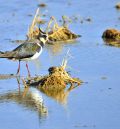 La revista Turolenses dedica su dossier central a la situación de las aves de la provincia