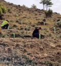 Gestión Forestal desarrolla un plan integral de actuaciones en el monte de las Masías de Ejulve
