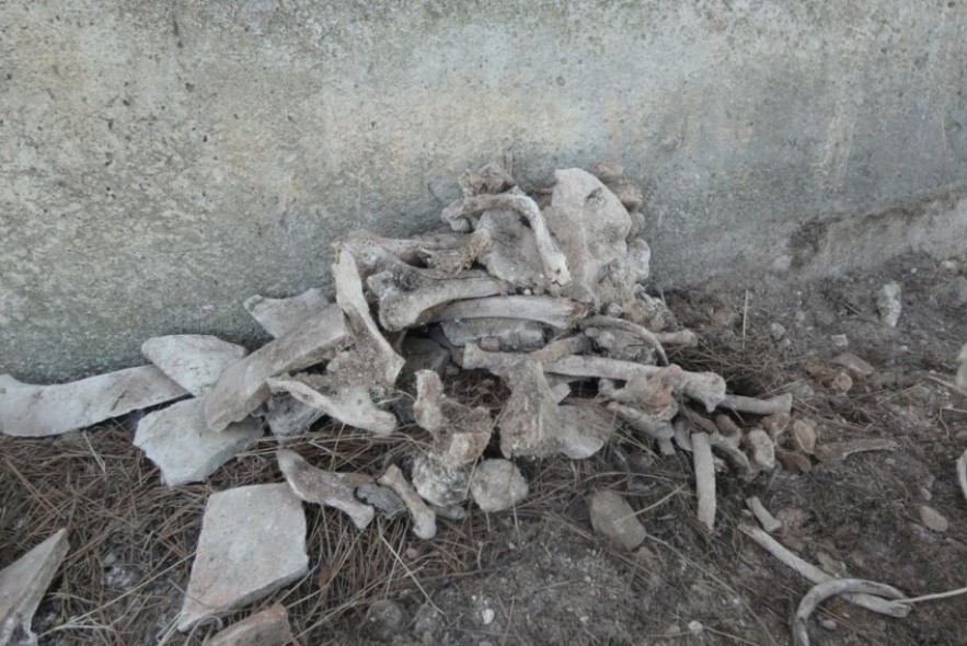 Hallan huesos bajo  el castillo de Albalate con posible origen  en la peste de 1648