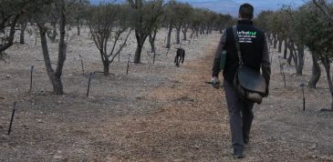 La falta de lluvias puede hacer que la recolección de trufa en Teruel no llegue a las 20 toneladas