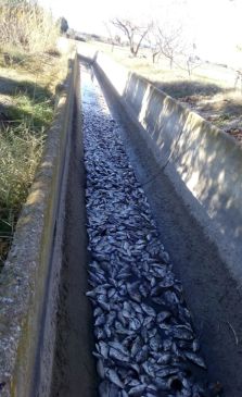 La sociedad de pesca rescata a miles de peces en las acequias de La Estanca de Alcañiz