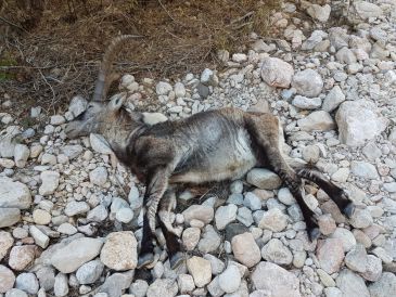 Aragón concede los 36 primeros precintos sanitarios para la caza de cabra hispánica