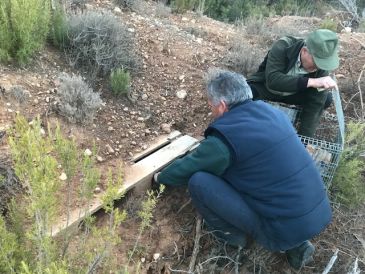 SEO Birdlife suelta conejos en Alcorisa para alimentar al águila perdicera