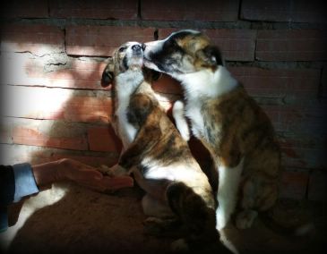 Pincel y Garabato, dos pequeños bocetos todavía por acabar