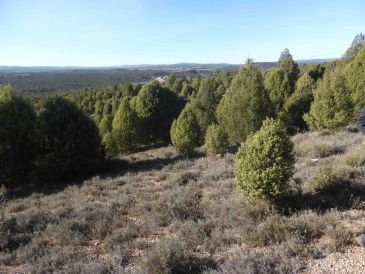 Teruel cuenta con 60 semilleros que garantizan el origen de la planta forestal