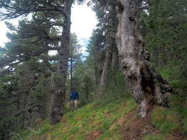 La provincia de Teruel, pionera en proteger y potenciar el atractivo de sus árboles más singulares