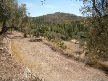 La Marcha Senderista del Matarraña recorre La Portellada entre olivos, almendros y pinos