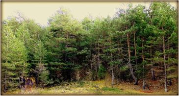 El CITA estudia el potencial de los usos de los bosques de Teruel como balnearios forestales