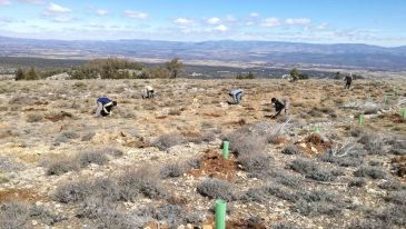 Sarrión recupera el monte quemado con sabinas, carrascas, quejigos y arces