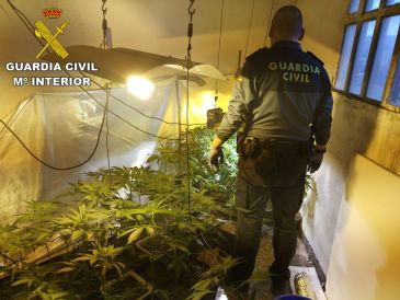 Detenida una persona en Alcañiz que cultivaba 89 plantas de marihuana