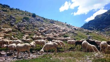 El Chantre acogerá una jornada técnica sobre la producción de ovino en Teruel organizada por el CITA