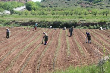 Empresarios de Valencia plantan en prueba 700.000 cebollinos en Valbona