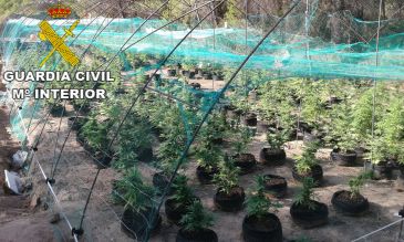 La Guardia Civil aprehende 460 plantas de marihuana en distintos pueblos de Teruel durante el mes de agosto