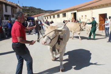 La subasta de animales será uno de los actos destacados de la feria de Cantavieja de este fin de semana