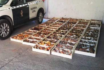 La Guardia Civil incauta 322 kilos de setas en la Sierra de Albarracín