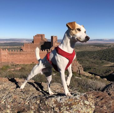 Pipper, el perro turista que recorre Teruel reivindicando espacios para los canes