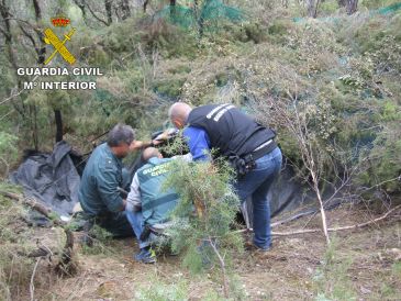 Localizadas en un pinar del Matarraña 18 plantas de marihuana y 204 ramas con hojas y cogollos